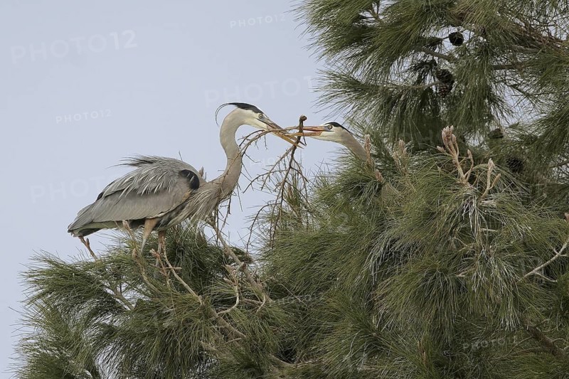 Great Blue Heron (Ardea herodias), Arizona, USA