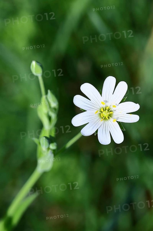 Greater stitchwort (Stella holostea), flowering in the forest, close-up, spring, Wilnsdorf, North Rhine-Westphalia, Germany
