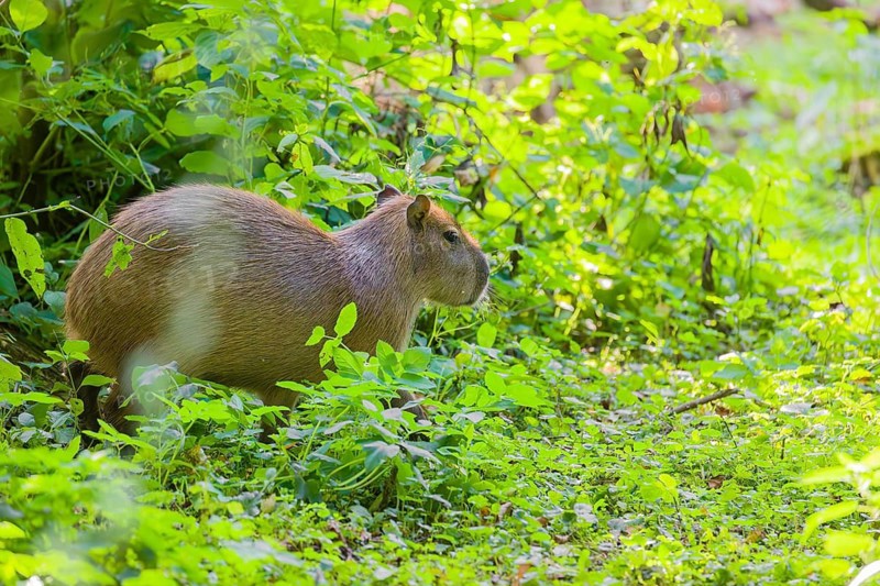 A (greater) capybara (Hydrochoerus hydrochaeris) searches for food in the dense riparian vegetation of a river