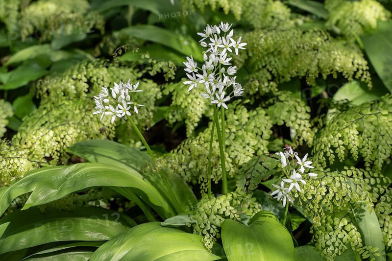 Wild garlic (Allium ursinum) and maidenhair fern (Adiantum capillus-veneris), Emsland, Lower Saxony, Germany