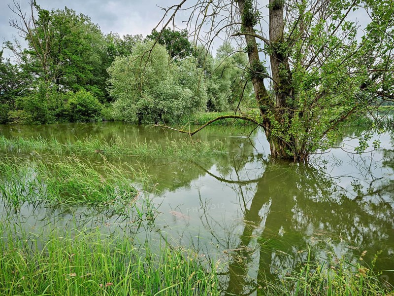 Trees standing in the flooded river Lorze, floodplain landscape, Reussspitz nature reserve, Maschwanden, Canton Zurich, Switzerland