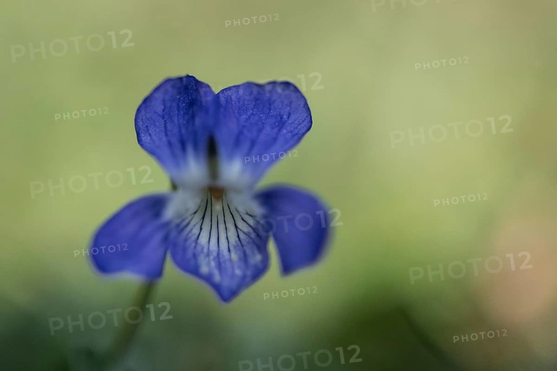 Grove violet (Viola riviniana), Emsland, Lower Saxony, Germany