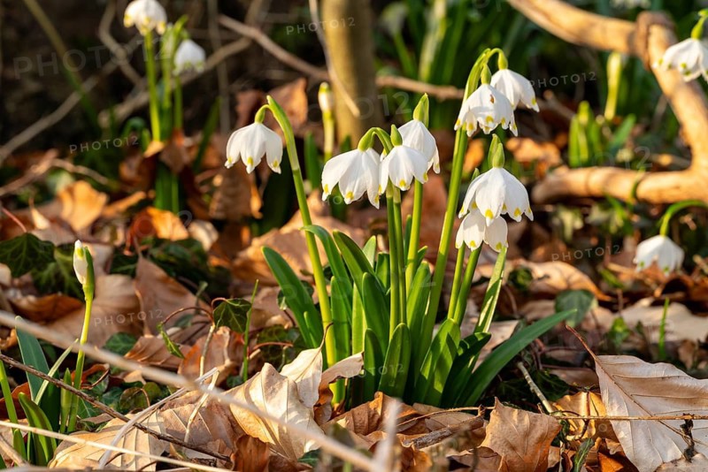 Close-up of spring knotweed (Leucojum vernum) in the forest, also known as marzenbecher, in picturesque evening light at flowering time in spring, Schweineberg nature reserve, Hameln, Lower Saxony, Germany