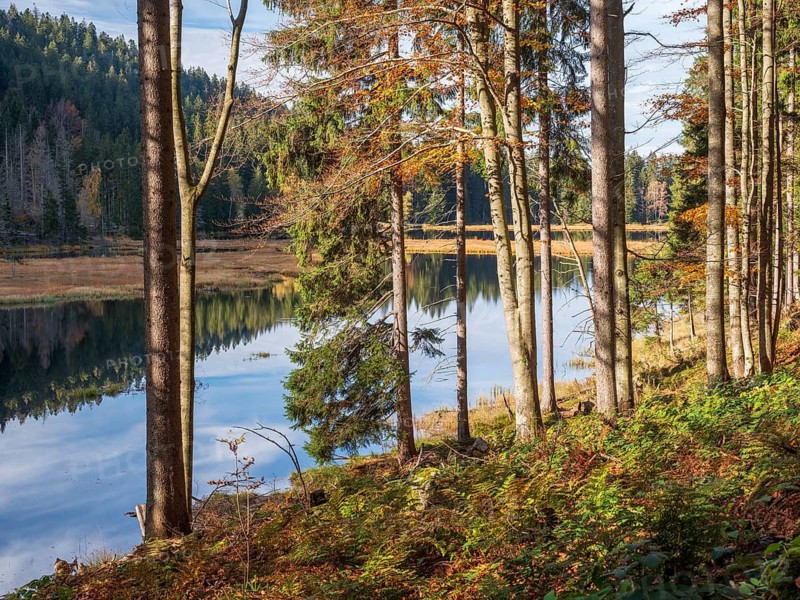 Kleiner Arbersee lake in autumn, Bavarian Forest, Lower Bavaria, Bavaria, Germany