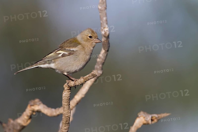 Atlas Chaffinch - Afrikanischer Buchfink - Fringilla coelebs ssp. africana, Morocco, female