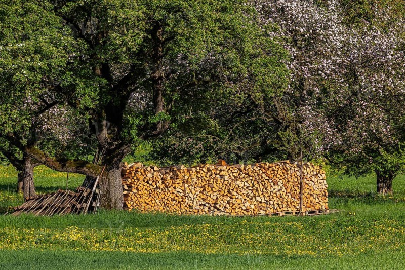 Pile of firewood in an orchard. Erkenbrechtsweiler, Baden-Württemberg, Germany