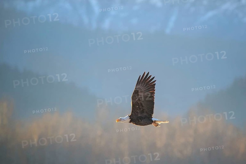 Bald Eagle (Haliaeetus leucocephalus) flying, Alaska, USA