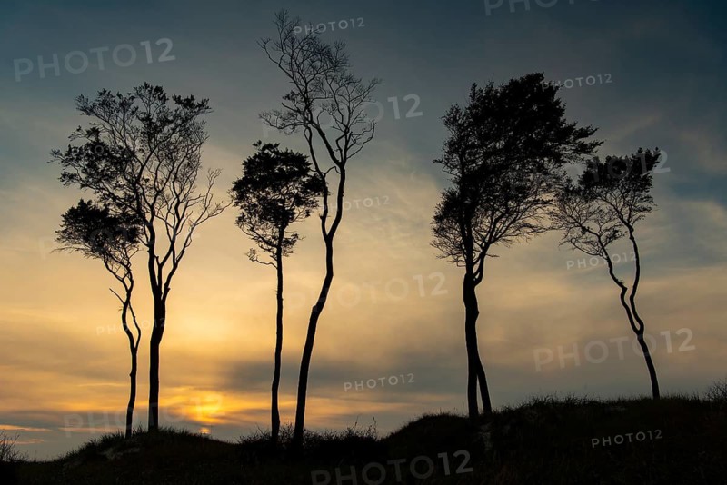 Beeches on the west beach of Fischland-Darss-Zingst at sunset, Baltic Sea, Ahrenshoop, Mecklenburg-Western Pomerania, Germany