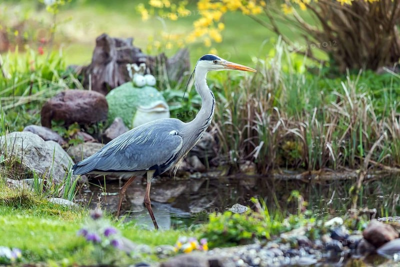 Graureiher jagt im Gartenteich