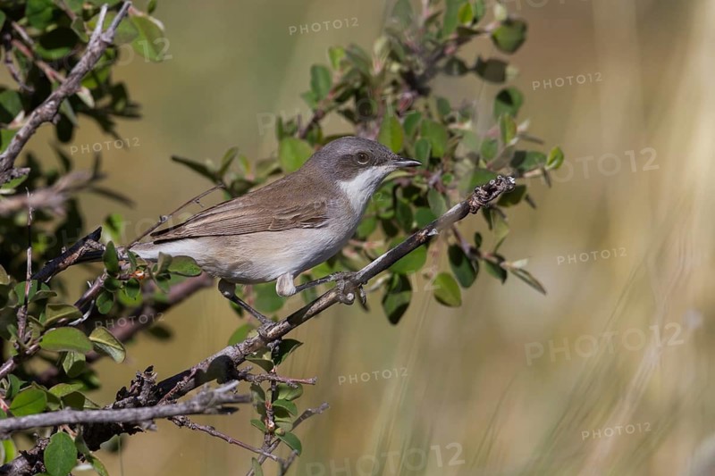 Hume's Whitethroat - Eibischgrasmücke - Sylvia althaea, Kazakhstan, adult