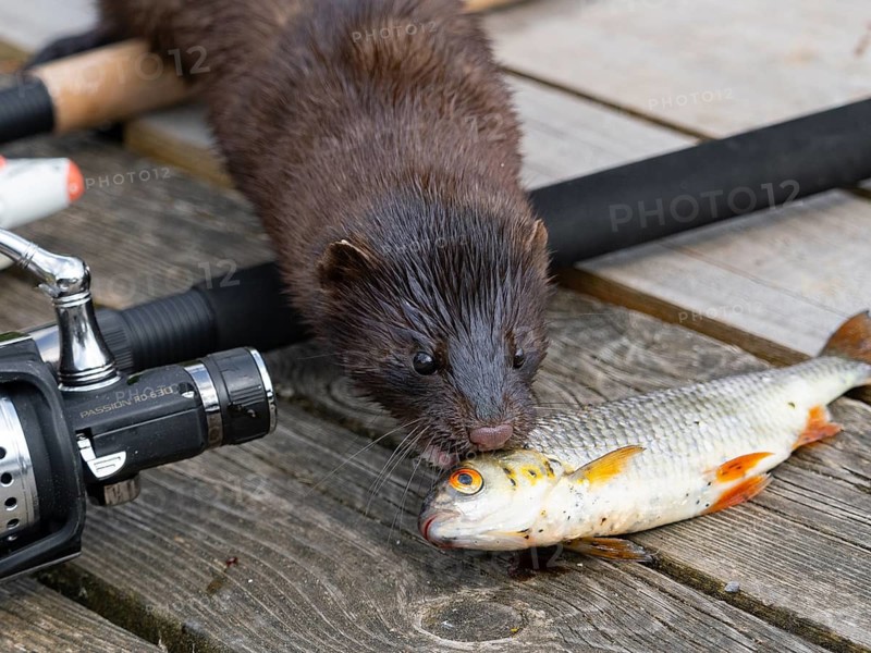 A mink steals a rudd