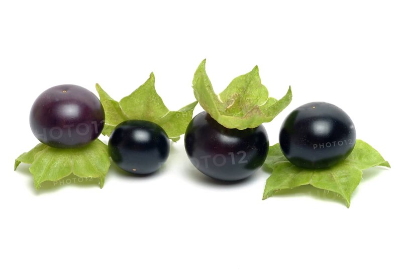Food, fruit, black Jaltomata, Jaltomata procumbens is a plant species from the genus Jaltomata in the nightshade family