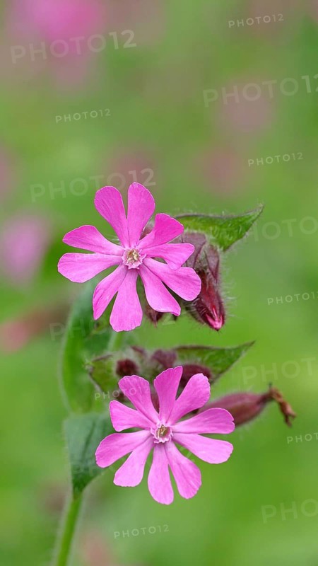 Red campion (Silene dioica), close-up of a flower in a meadow, Wilnsdorf, North Rhine-Westphalia, Germany