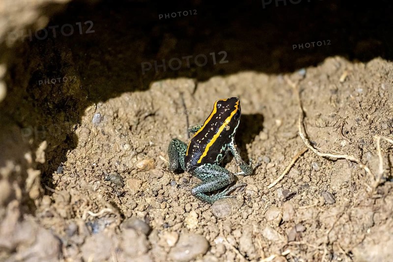 Golfodulcean poison frog (Phyllobates vittatus), sitting in a burrow, Corcovado National Park, Osa, Puntarena Province, Costa Rica