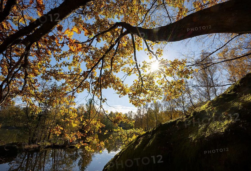 Fish pond with granite rocks and autumn-coloured oak in the Blockheide nature park Park near Gmünd, Waldviertel, Lower Austria, Austria