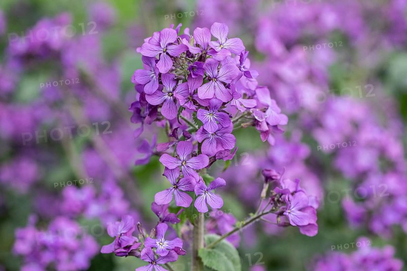 Annual honesty (Lunaria annua), Emsland, Lower Saxony, Germany