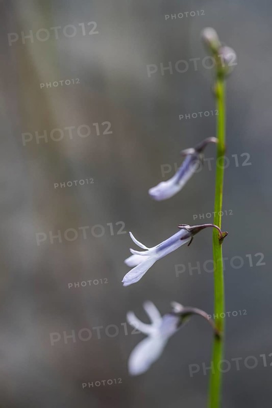 Water lobelia (Lobelia dortmanna), Emsland, Lower Saxony, Germany