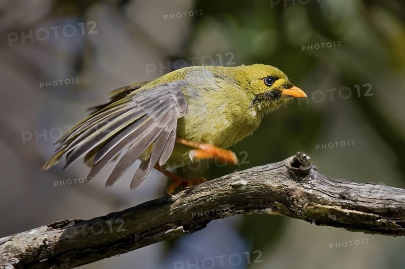 Bell Miner (Manorina melanophrys), Queensland, Australia