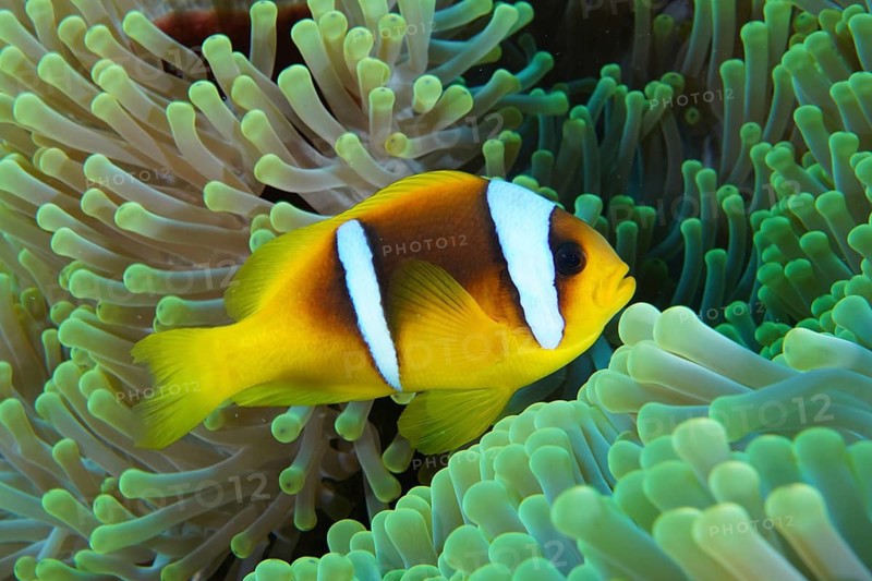 Red sea anemonefish (Amphiprion bicinctus)