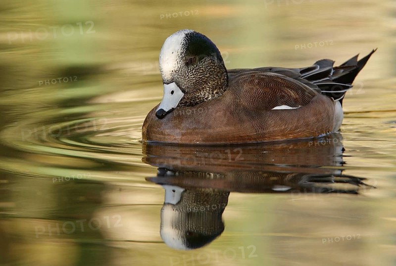 American Wigeon (Mareca americana) male, Arizona, USA