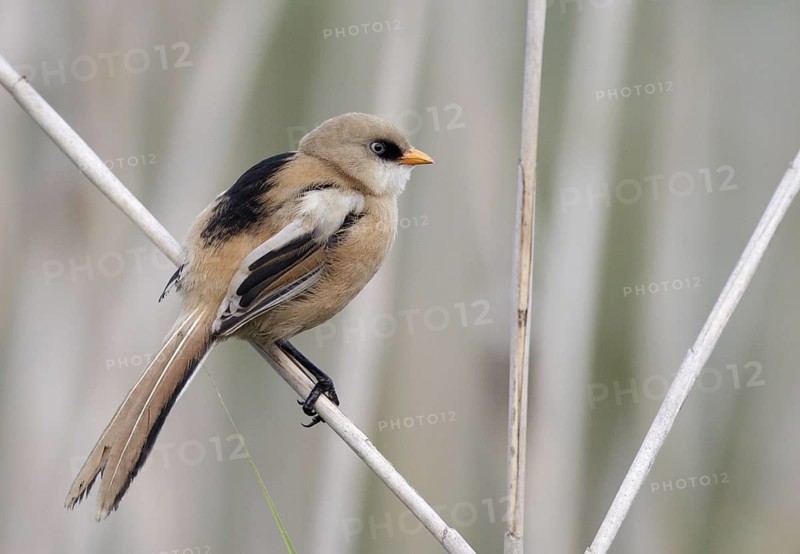 Bearded Reedling (Panurus biarmicus) juvenile, Mecklenburg-Western, Pomerania, Germany