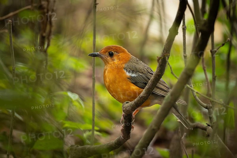 Orange-headed Thrush (Geokichla citrina) perched on a forest branch, Sreepur, Gazipur, bangladesh
