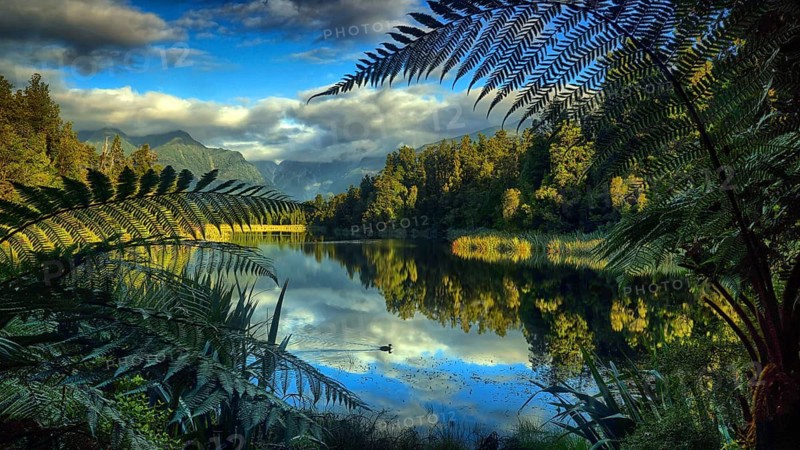 New Zealand, South Island, lake, Lake Mathieson, ferns, landscape, water, New Zealand