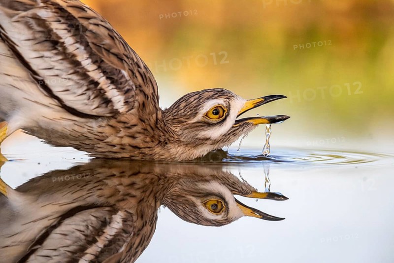 Eurasian Stone-curlew (Burhinus oedicnemus) drinking, Castile-La Mancha, Spain