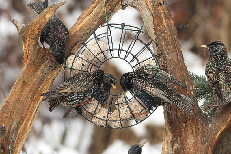 Starling (Sturnus vulgaris) at winter feeding in the forest, Allgäu, Bavaria, Germany, Allgäu, Bavaria, Germany