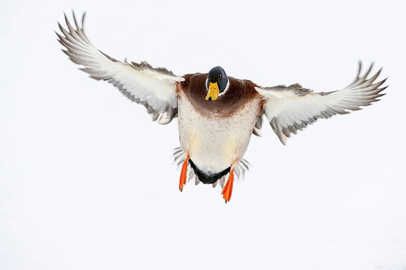 Flying mallard (anas platyrhynchos) in the snow, Vechta, Lower Saxony, Germany