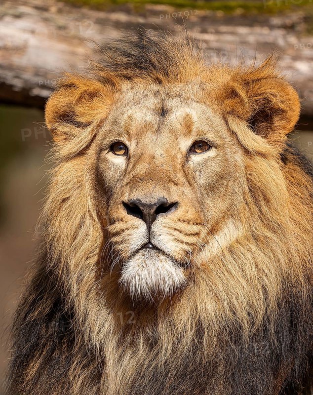 Asiatic Lion (Panthera leo persica), male, portrait, occurring in India, captive