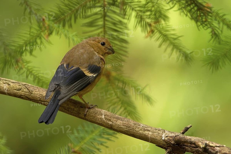 Common Chaffinch (Fringilla coelebs) juvenile, Utrecht, Netherlands