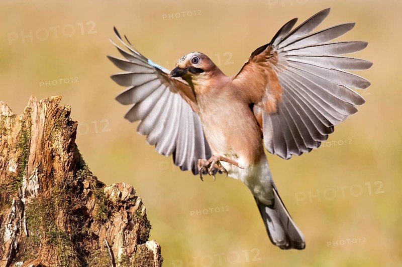 Eurasian jay (Garrulus glandarius) Germany