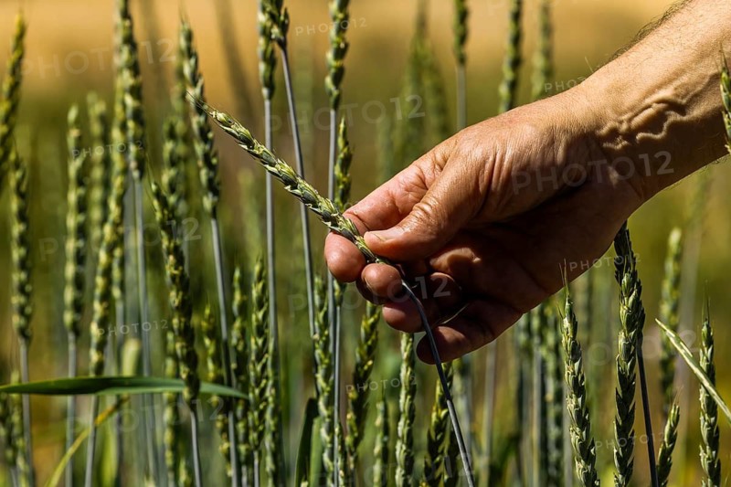 Experimental field with bread wheat (Triticum aestivum) at the Leibniz Institute of Plant Genetics and Crop Plant Research IPK Gatersleben, Seeland, Saxony-Anhalt, Germany