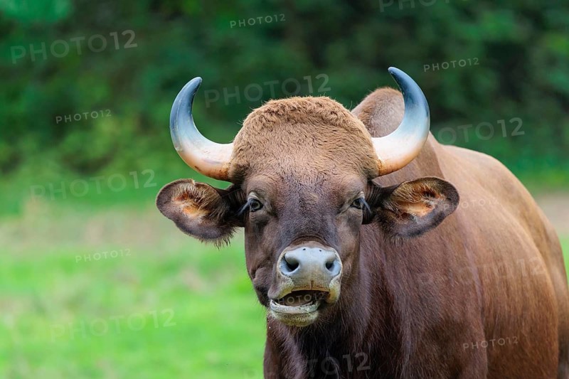 Portrait of a male Gaur (Bos gaurus gaurus) on a pasture. Indian subcontinent and Southeast Asia