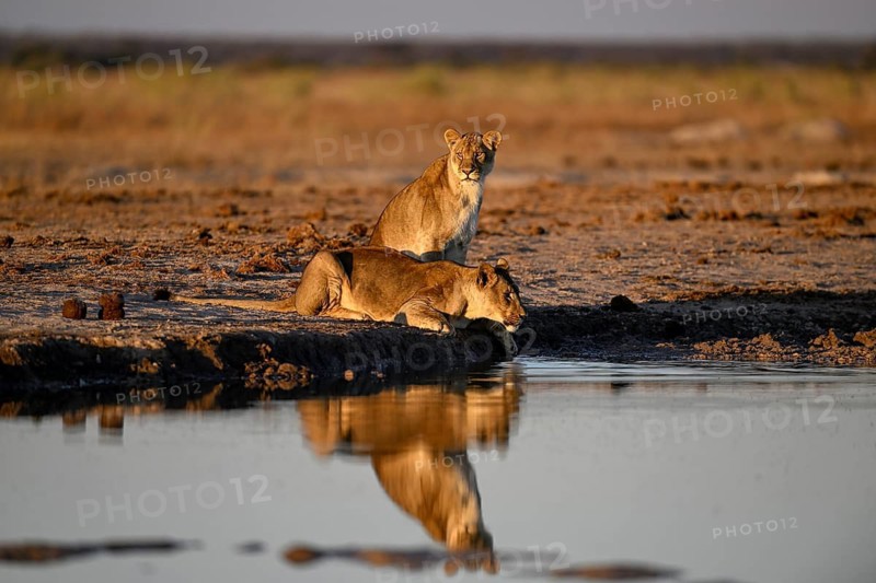 Two lionesses (Panthera leo) in the morning light at the Nxai Pan waterhole, Nxai Pan National Park, near Gweta, Central District, Botswana