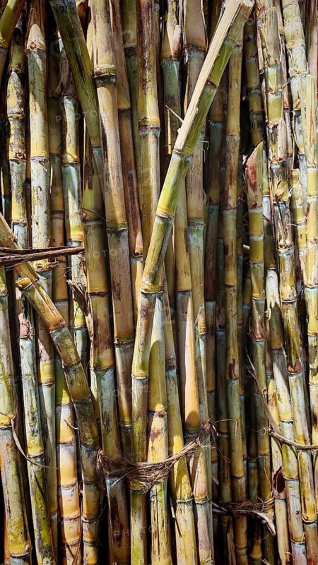 Close-up of a pile of dense sugar cane stalks (saccharum) in a natural environment, production of grogue, grog, Santo Antao, Cabo Verde, Cape Verde, Cape Verde Islands