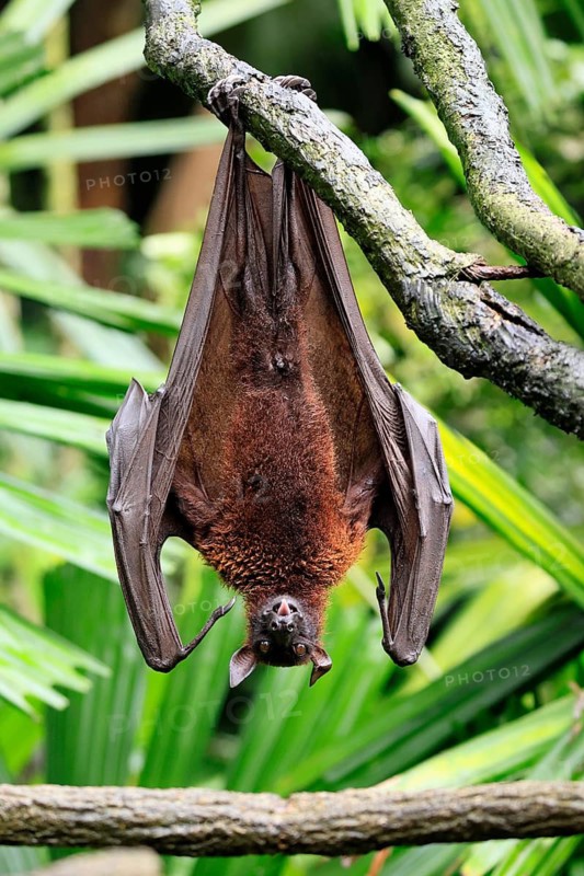 Kalong flying fox (Pteropus vampyrus), adult, resting, in sleeping tree, during the day, Singapore, Southeast Asia