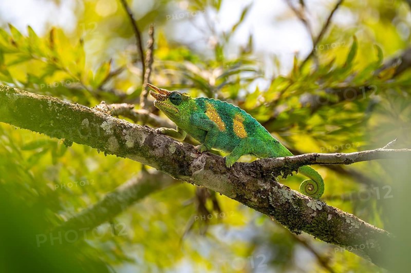 Three-horned chameleon (Trioceros jacksonii), male, between leaves on a branch, Bwindi Impenetrable Forest National Park, Uganda