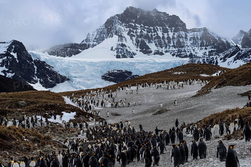 King penguins (Aptenodytes patagonicus), colony on snow-covered tundra in front of glaciers and snow-capped mountains, St. Andrews Bay, South Georgia