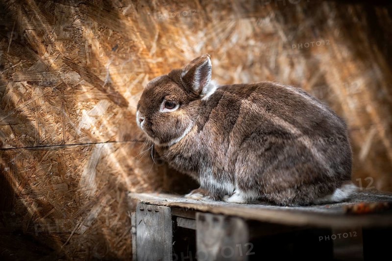 Dwarf rabbit sitting on a wooden box in a stable, Stuttgart, Baden-Württemberg, Germany