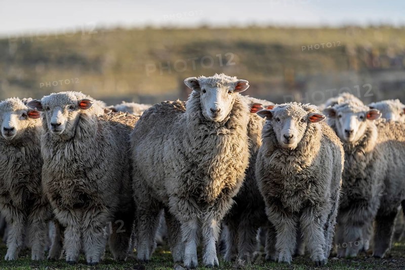 Domestic sheep (Ovis gmelini aries), flock with unshorn wool and ear tags standing on pasture in the backlight, estancia in the pampas, Tierra del Fuego, Argentina