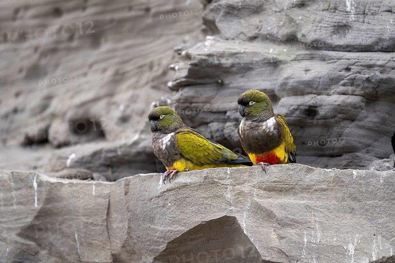 Rock parakeet (Cyanoliseus patagonus), pair, sitting on sandstone rocks at breeding colony, coast of Río Negro, Patagonia, Argentina