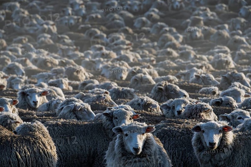 Domestic sheep (Ovis gmelini aries), large herd densely packed on an estancia in the morning light, Tierra del Fuego, Argentina