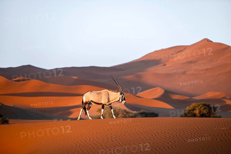 Oryx gazella, oryx antelope walking in front of the red sand dunes of the Namib Desert, Sossusvlei region, Namib-Naukluft Park, Namibia