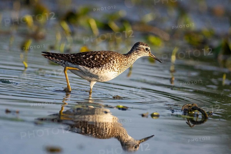 Spotted Redshank (Tringa erythropus) Hungary