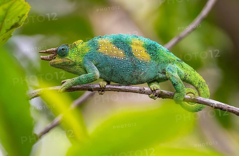 Three-horned chameleon (Trioceros jacksonii), male, between leaves on a branch, Bwindi Impenetrable Forest National Park, Uganda