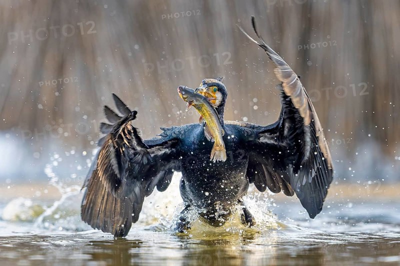 Cormorant (Phalacrocorax carbo) with catfish as prey, hunting, fishing, successful, Black bullhead (Ameiurus melas), eating, invasive species, hunting scene, sunrise, morning light, Kiskunsag National Park, Hungary