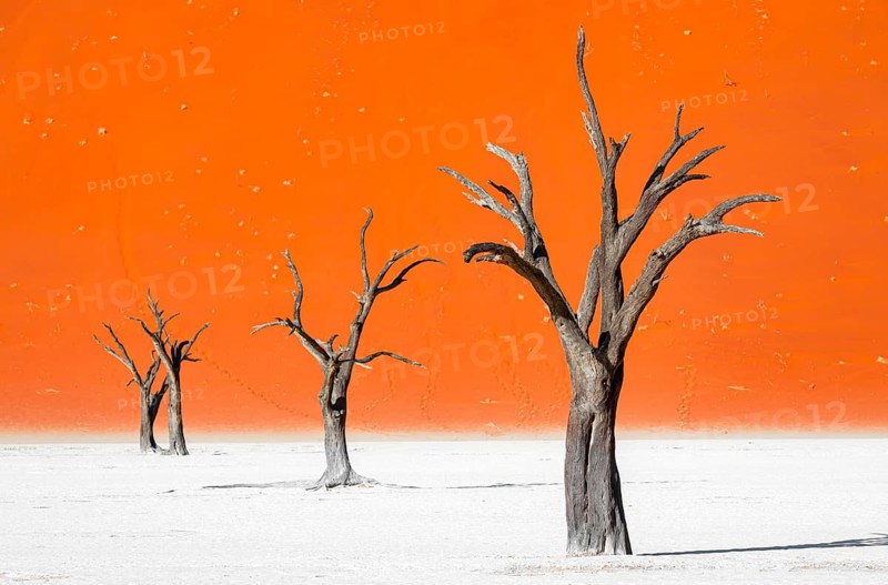 Dead camel thorn trees (Vachellia erioloba), red sand dunes, white salt pan, Dead Vlei, Sossusvlei, Namib Desert, Namib-Naukluft Park, Namibia