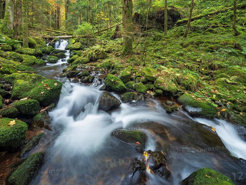 Cascades of the pond stream in the pond gorge in autumn, pond gorge waterfall, moss-covered rocks with colorful leaves, Gütenbach, Black Forest, Baden-Württemberg, Germany